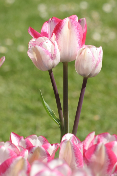 Tulipes a Morges 2006 - 099